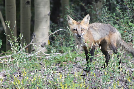 brown and black fox on grass field near wood branch at daytime thumbnail