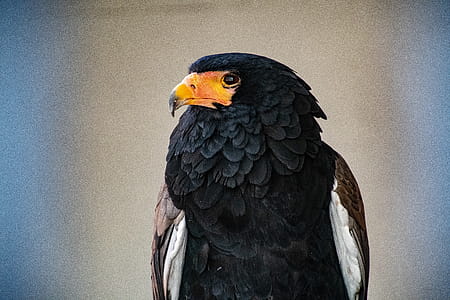 Selective Focus Photo Of Bateleur Eagle thumbnail