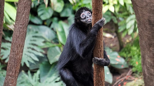 black monkey climbing tree thumbnail