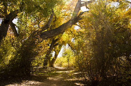 view of forest during daytime thumbnail