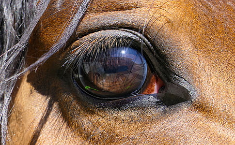animal eye thumbnail