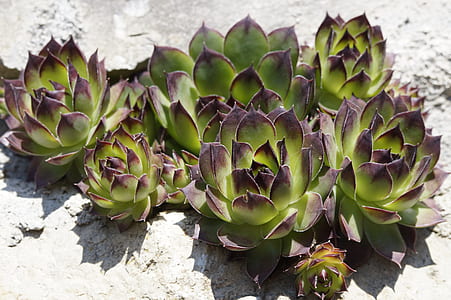 green and purple succulent plants thumbnail