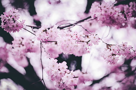 Pink Petaled Flowers thumbnail