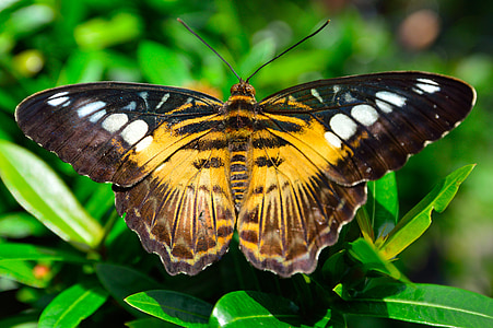 orange and brown moth on leaves thumbnail