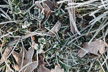 Frost covered grass in the morning thumbnail