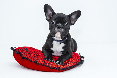 animal, dog, pet, cute thumbnail