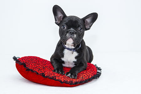 black and white French bulldog puppy thumbnail