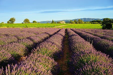 purple flower beds under blue sky thumbnail