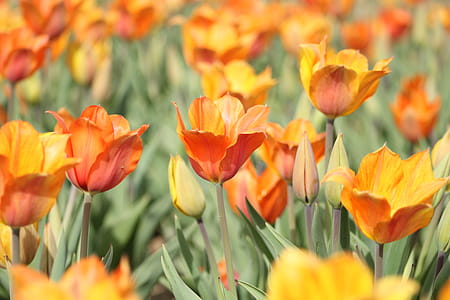 Orange Tulip Field thumbnail