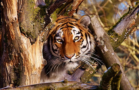 brown tiger thumbnail