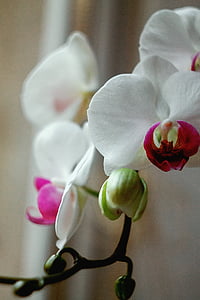 close up phot oof white and red moth orchids in bloom thumbnail