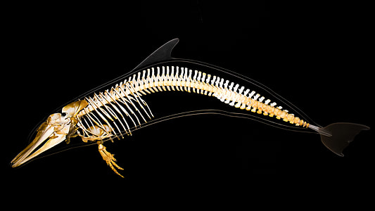 brown fish skeleton thumbnail