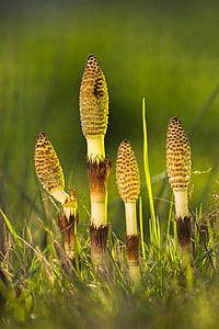 yellow leafed plant thumbnail