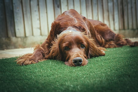garden, animal, dog, pet thumbnail