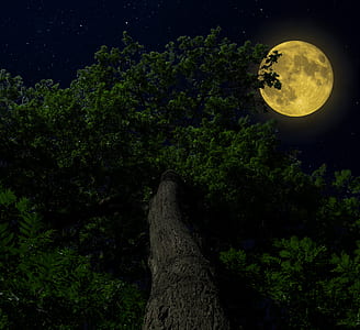 green leaf trees thumbnail