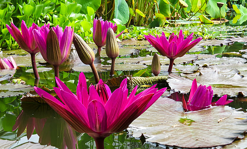 pink flowers near waterlilies thumbnail