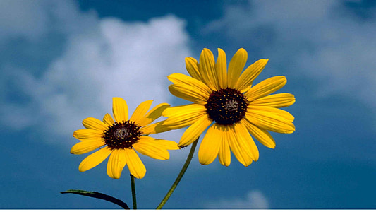two yellow sunflowers under white clouds at daytime thumbnail