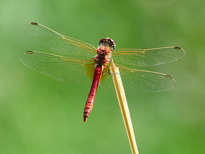 red and brown dragonfly thumbnail