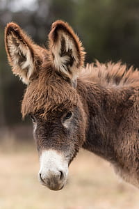 Shallow Focus Photography of Brown and White Donkey thumbnail