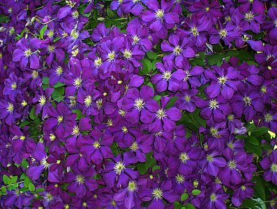 bed of purple petaled flowers thumbnail