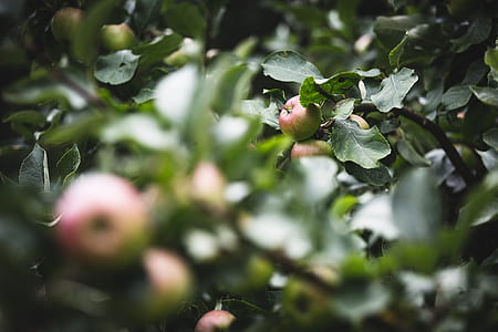 selective focus of green leafed plant thumbnail