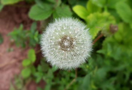 top-view photography of white dandelion flower thumbnail