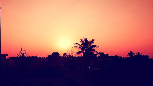 silhouette of trees during sunset thumbnail