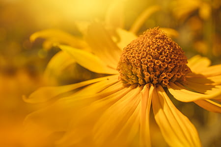 Shallow Focus Photography of Yellow Daisy thumbnail
