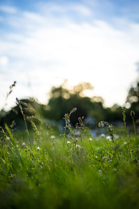 selectorized focus photography of green leaf plant thumbnail