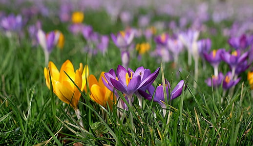 selective focus photography of yellow and purple flowers thumbnail