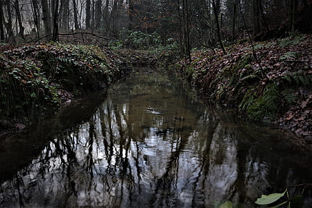 stream in between forest trees thumbnail