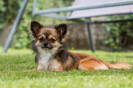 brown and white Chihuahua on grass field thumbnail