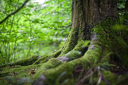 tree root with moss thumbnail