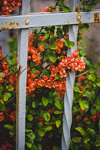 Pink Petaled Flowers Behind White Metal Fence thumbnail