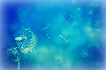 photography of white dandelion thumbnail
