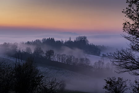 bare trees surrounded by fog during golden hours thumbnail