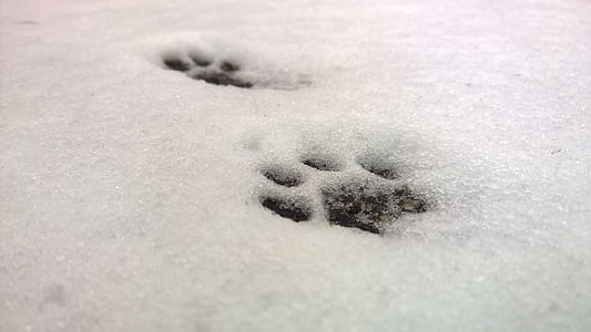 paw marks on snow coated ground thumbnail