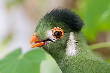 green bird thumbnail