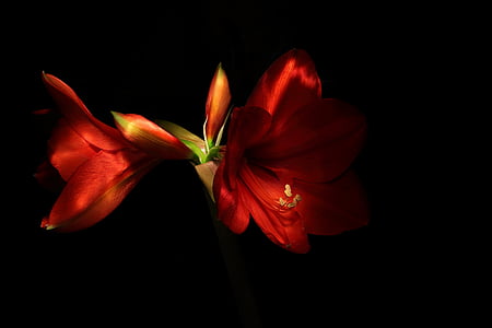 lowlight photography of two red petaled flowers thumbnail