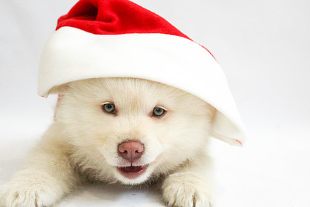 long-coated white puppy wearing santa hat thumbnail