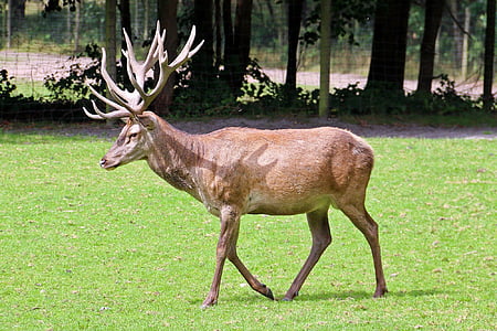 reindeer walking on grass during daytime thumbnail