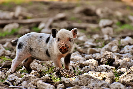 brown piglet on stone thumbnail