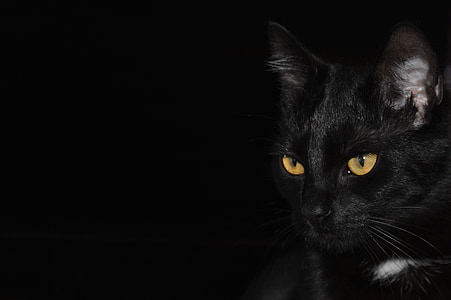 close-up photography of bombay cat thumbnail
