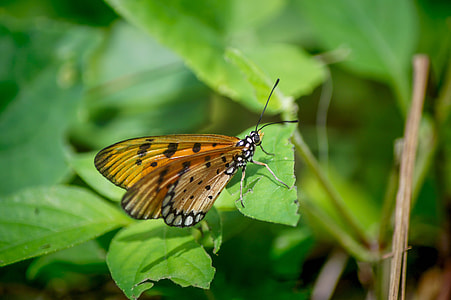 Singapore Coney Island, Butterfly thumbnail
