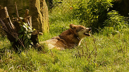 brown wolf on green grass thumbnail