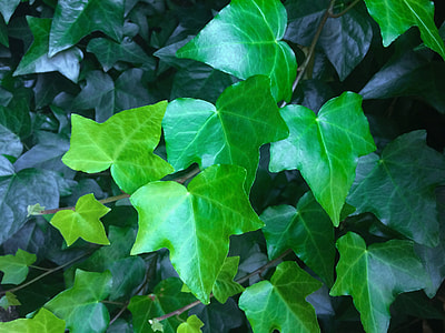 green leafed plants thumbnail