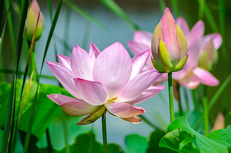 shallow focus photography of pink lotus thumbnail