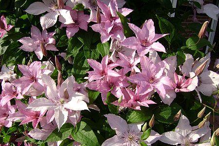 Clematis Hagley Hybrid, Clematis thumbnail