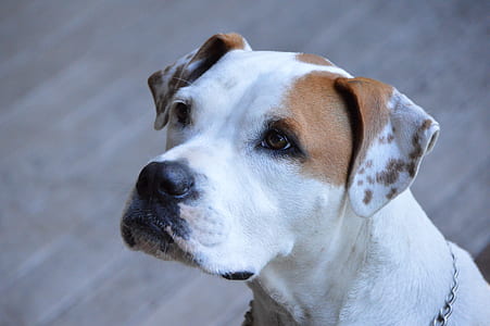 adult white and tan American pit bull terrier thumbnail