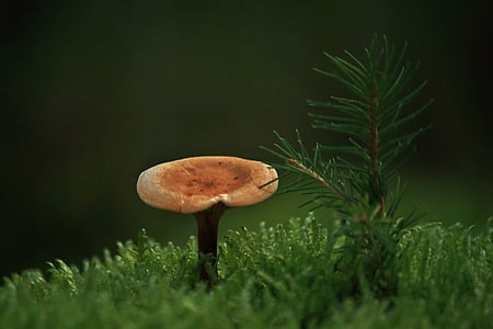 brown mushroom sprouting near green pine tree sprout thumbnail
